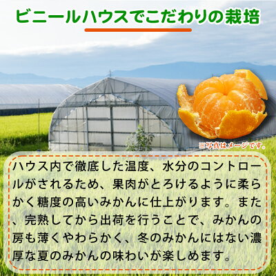 G6029_紀州和歌山 ハウスみかん 2.5kg 赤秀品