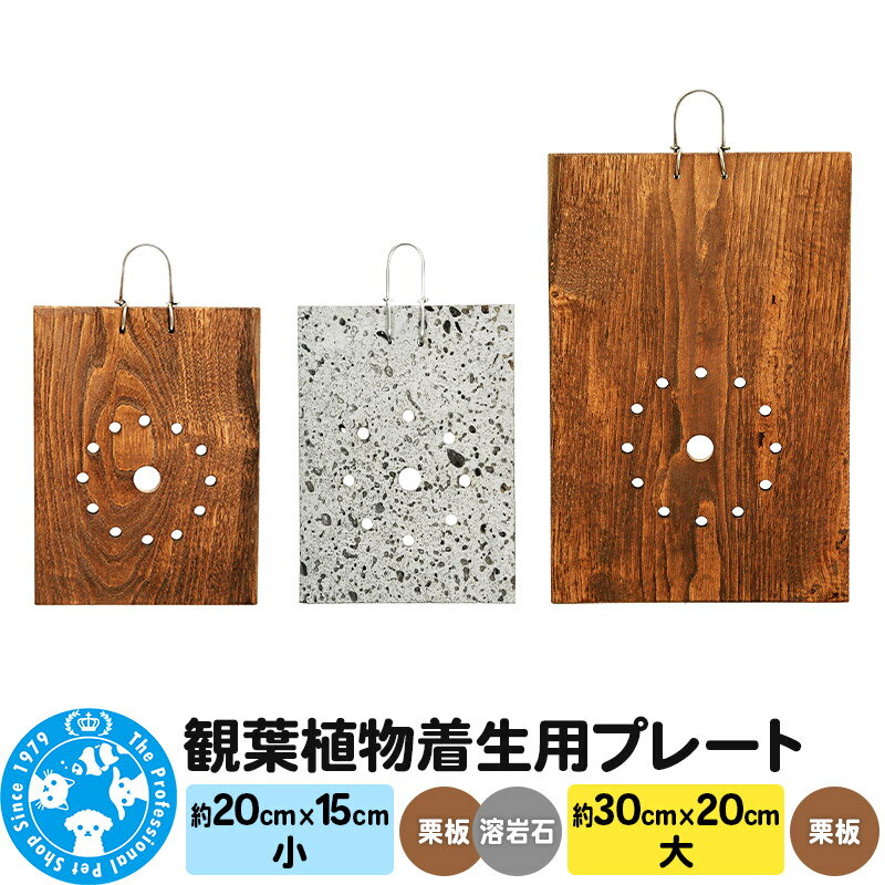 【ふるさと納税】観葉植物着生用プレート (選べる素材×サイズ｜木製・溶岩石×小・大) 1枚 コウモリラン ビカクシダ
