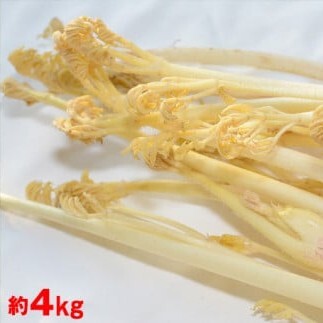 【ふるさと納税】 【武蔵野市内産】東京うど 約4kg 山菜 野菜 特産 特産野菜 山の幸 数量限定 季節限定 江戸東京野菜 送料無料 【2026年1月下旬より順次発送】