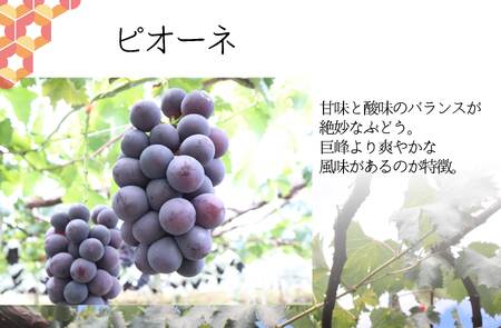 ＜2026年発送先行予約＞ピオーネ2.0kg相当 ALPAJ008