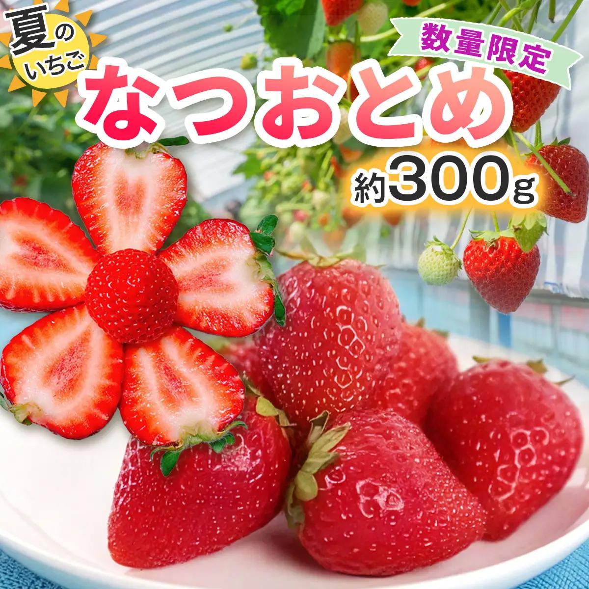 [期間限定／数量限定] 夏のいちご「なつおとめ」天空の高原いちご プレミアムギフト 計300g 贈答用 化粧箱入り 約2人分 いちご フルーツ 果物 [0366]