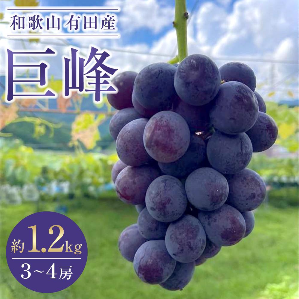 【ふるさと納税】先行予約 和歌山 有田産 巨峰 1.2kg 3~4房 フルーツ 果物 ［2026年8月下旬以降発送］ | フルーツ 果物 くだもの 食品 人気 おすすめ 送料無料 数量限定 ぶどう お取り寄せ グルメ 期間限定