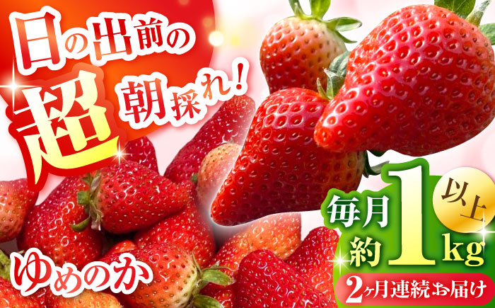 【2回定期便】 【2026年3・4月お届け】【数量限定】いちご「ゆめのか」 約260g × 4P / イチゴ 苺 フルーツ 果物 産地直送 朝摘み / 南島原市 / O' Berry! [SGA003]