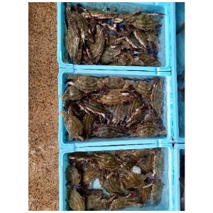 ボイル ワタリガニ 3杯 計700g 冷凍 かに カニ 蟹
