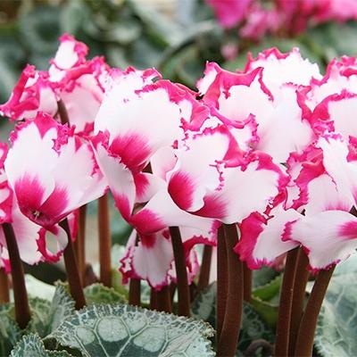 ふるさと納税 藤枝市 ボリュームのシクラメン鉢植え　ビクトリア 6号鉢　