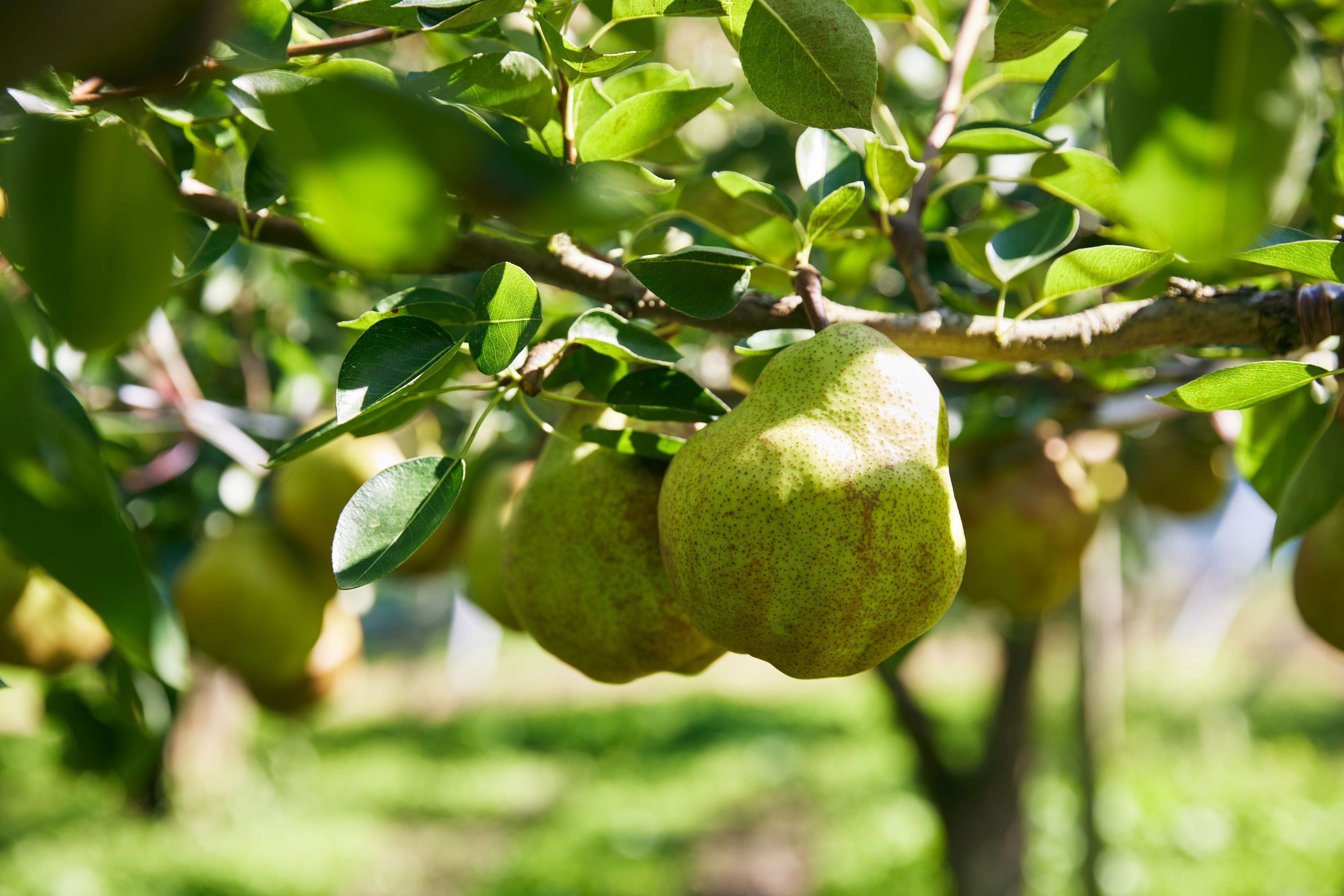 
                  西洋梨（ラ・フランス）３ｋｇ　ご家庭用　0052-2605
                