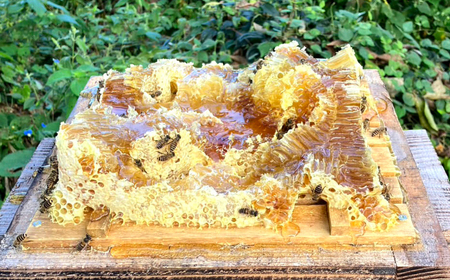 蜂蜜 約1kg  [CFY003] 蜂蜜 はちみつ 
