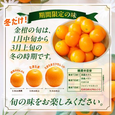 ふるさと納税 高千穂町 完熟きんかん たまたまエクセレント 1kg |  | 01