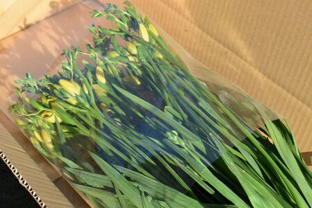 【先行予約】2026年3月発送：香り華やぐ フリージア 黄色　100本 生産者直送 直送 生花 切り花 花 はな 春 先行予約 予約 茨城県 利根町