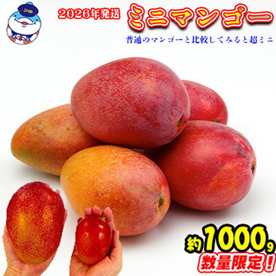 【ふるさと納税】2026年発送　道の駅許田のミニマンゴー　約1000g マンゴー 小ぶり ミニサイズ 濃厚 産地直送 南国 フルーツ くだもの 果物 果実 贅沢 スイーツ デザート 旬の果物 沖縄 名護 国産 人気 おすすめ 先行予約