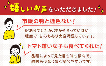 【全2回定期便】【訳あり】【期間限定】熊本県産 減農薬栽培 トマト ミディトマト 3.0kg 詰め合わせ 食べ比べ【矢仁田農園】[YDE009]