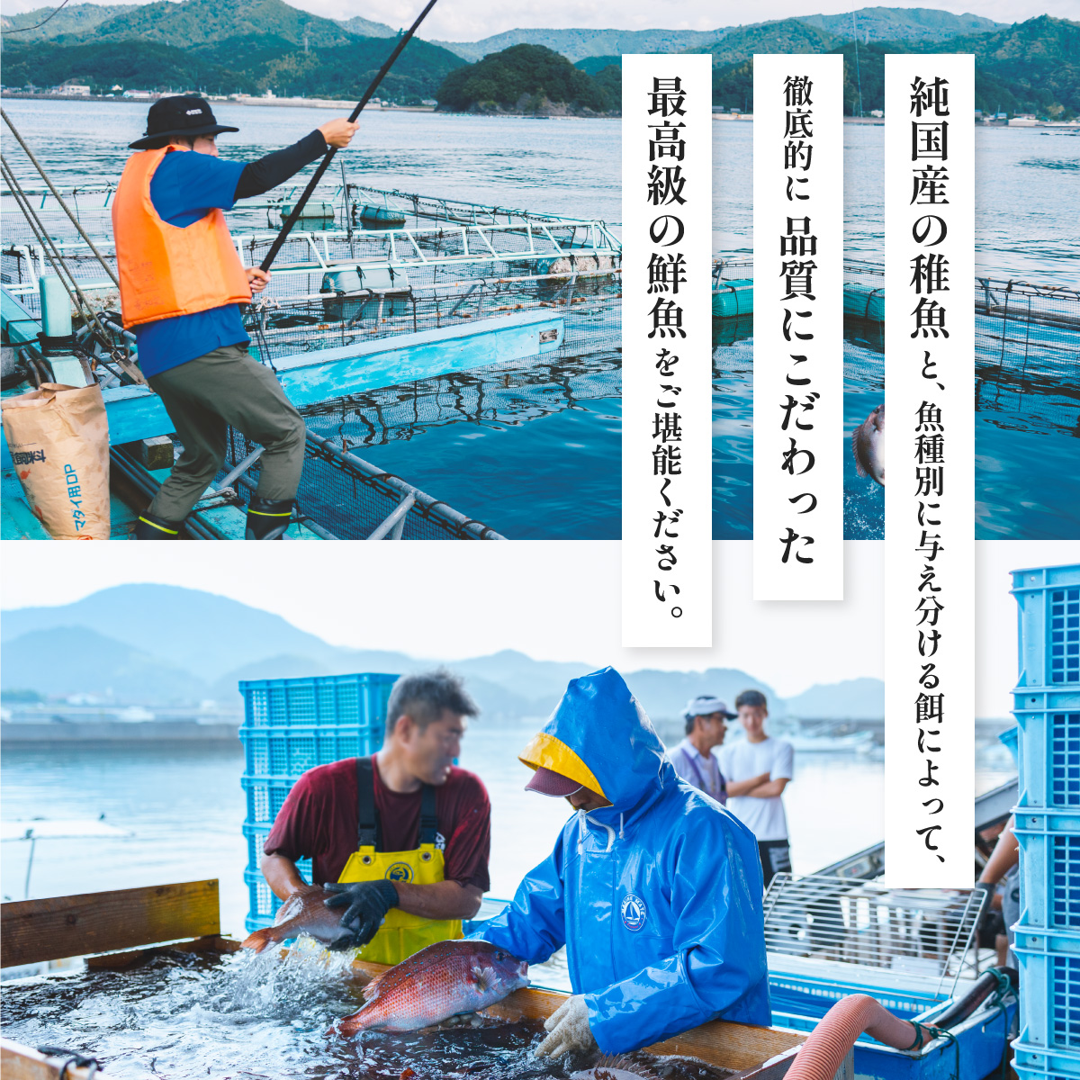 シマアジ 約1.5kg 1尾 しまあじ 縞鯵 高級魚 鮮魚 産地直送 冷蔵 養殖 国産 数量限定
