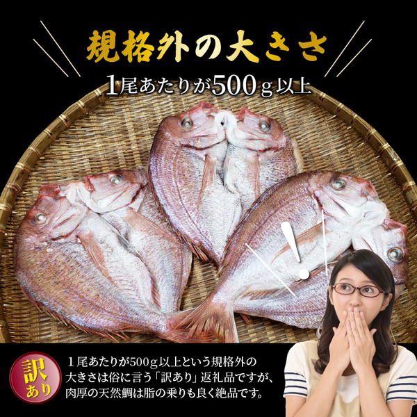 驚愕の大きさ！訳あり天然鯛の一夜干し1.8kg_1554R