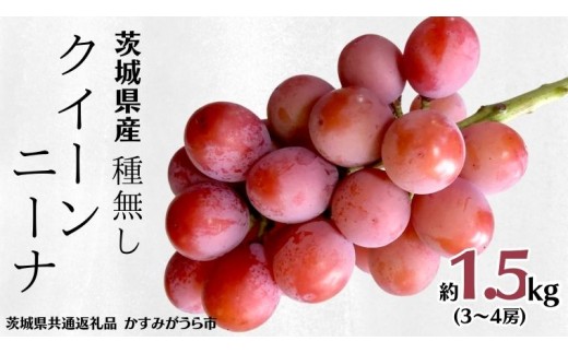 《 種なし 》 クイーンニーナ 約1.5kg 3～4房 (茨城県共通返礼品 かすみがうら市) 久保田果樹園 産地直送 フルーツ 甘い 直送 茨城 限定 ギフト ぶどう クイーンニーナ 果物 [DH00