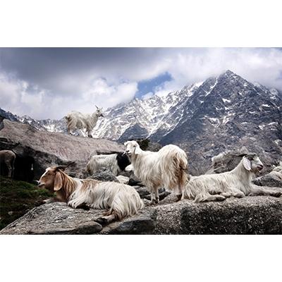 ふるさと納税 泉大津市 希少ベビーカシミヤ100%洗えるネックウォーマー日本製　Gタイプ　ホワイト　1枚　202GWH |  | 03