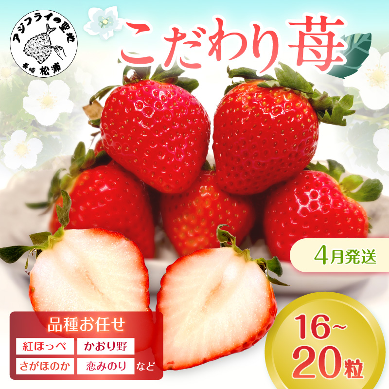 こだわり苺　品種お任せ小箱8粒～10粒×2パック(4月発送)( いちご 苺 イチゴ 紅ほっぺ かおり野 さがほのか 恋みのり 果物 フルーツ フルーツサンド ケーキ )【B0-176_04】