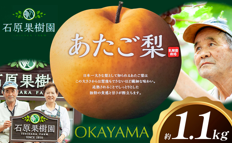 梨 あたご梨 1玉 約1.1kg 贈答箱入り 石原果樹園《2026年11月中旬-12月下旬頃出荷》岡山県 浅口市 フルーツ 果物 ギフト 贈り物 国産 岡山県産 送料無料---124_3323_11b