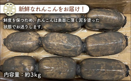 【金賞受賞！】松尾青果のこだわり白石れんこん 約3kg【松尾青果】れんこん 白石れんこん れんこん 泥付きれんこん れんこん 金賞受賞 野菜ソムリエサミット[IBD014]