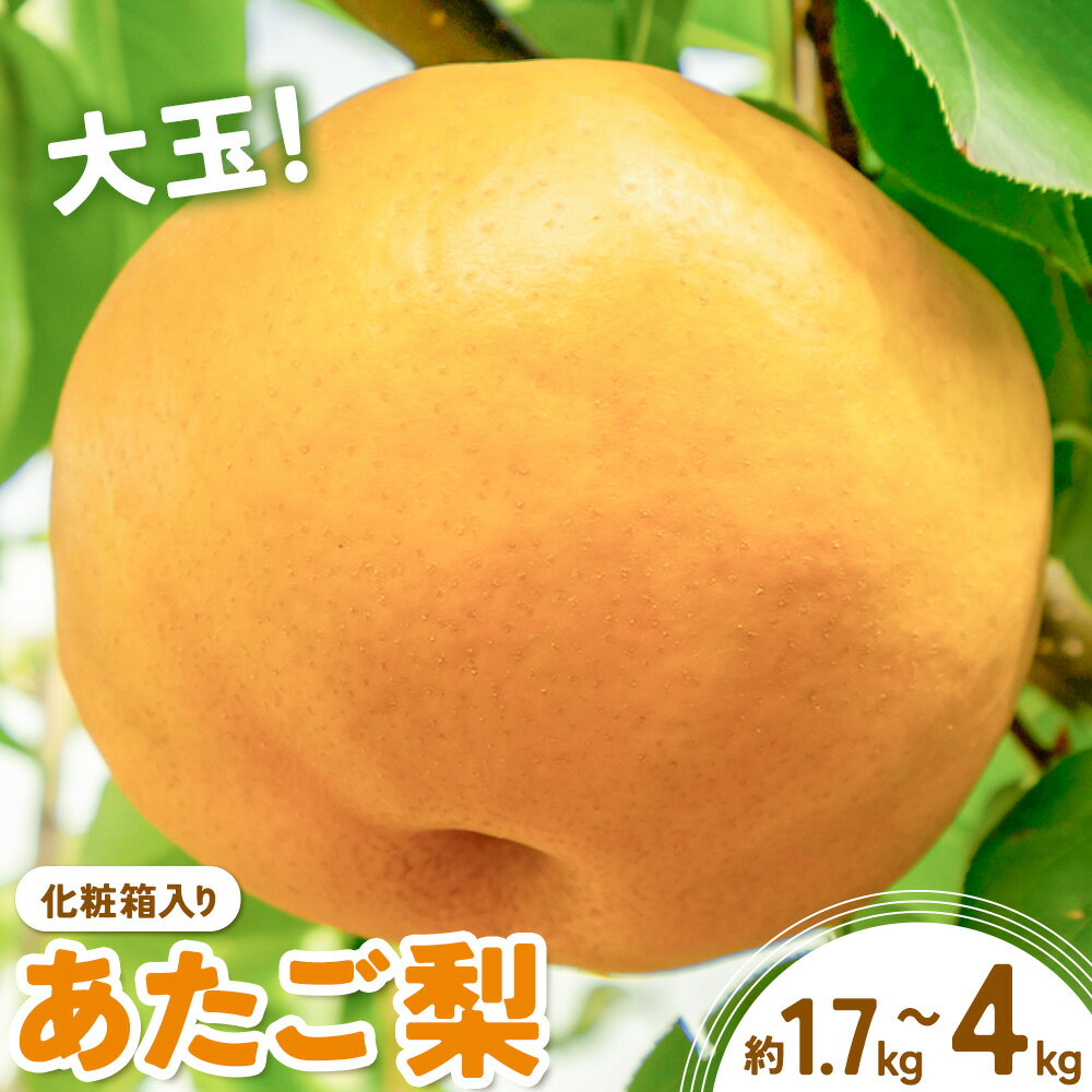 【ふるさと納税】あたご梨 選べる内容量 約1.7kg (2玉) 約4kg (3-6玉) 化粧箱入り 株式会社山博《11月下旬-12月下旬頃出荷》岡山県 笠岡市 なし 梨 ナシ 愛宕梨 果物 大玉 岡山県産 国産 送料無料【配送不可地域あり】