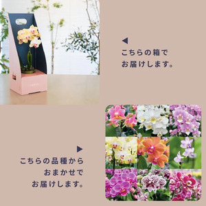 小さな 胡蝶蘭 1本立ち 鉢 付き 3ヶ月 定期便 ranto Sサイズ 【 胡蝶蘭 】