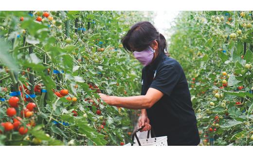 有機JAS認定「きたいろトマト」1.2kg×3箱 （3.6kg）【2026年7月下旬～9月下旬迄発送予定】 トマト とまと 食べ頃 野菜 やさい 有機 北海道