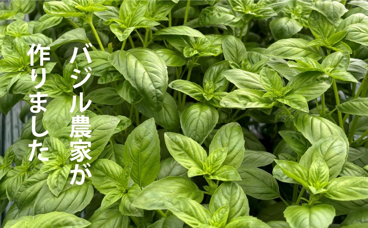 【バジル農家が作りました】自家栽培のバジルで作ったソース。手間を惜しまず、最高の香りと旨味を追及して作りました。