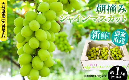 テレビで紹介されました！【先行予約】【令和8年発送】農家直送！ 新鮮！ 朝づみ シャインマスカット 1kg (2～3房) フルーツ 果物 贈答 大分県産 採れたて_2537R-1