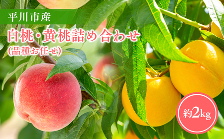 【レビューキャンペーン】【2026年産 先行予約】平川市産桃 品種お任せ 詰め合わせ 約２㎏(6-8玉)[hi-0064-005]