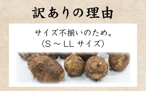 【先行予約】【訳あり】越前大野産 「純ちゃん農園の里芋3kg」サイズS～LL寸【10月中旬より順次発送】