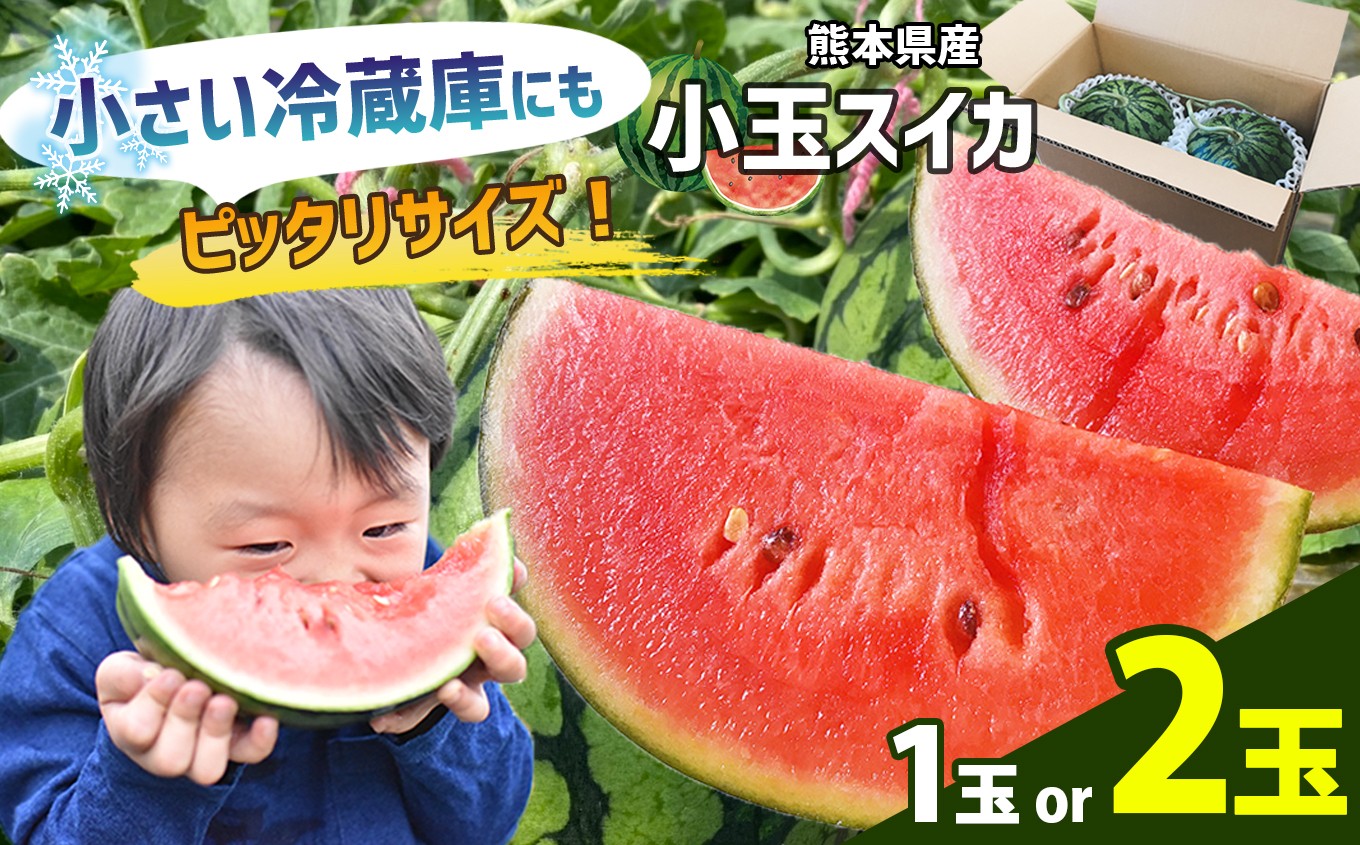 
                  【4月～6月発送】 スイカ 王国 熊本 ！ 小玉 すいか 選べる 1玉 / 2玉 熊本県産 果物  西瓜 フルーツ | くだもの 小玉スイカ 小玉すいか 熊本県 玉名市
                
