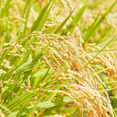 ふるさと納税 川西町 令和6年産 　山形県産　つや姫　4kg |  | 02