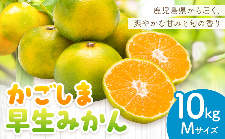 かごしま早生みかん M 10kg 田野農園《10月中旬-1月中旬頃出荷》鹿児島県 さつま町 早生 みかん 蜜柑 柑橘 果物 くだもの フルーツ ジューシー 送料無料
