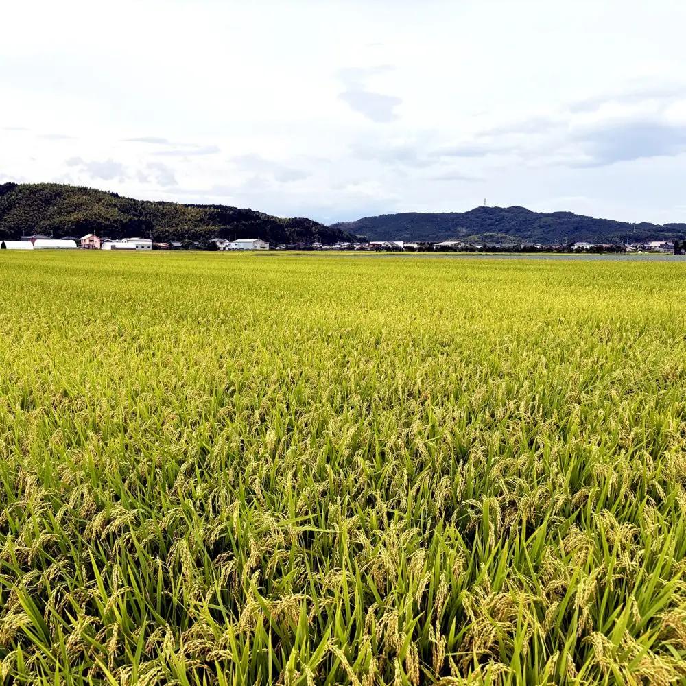 令和7年産 山崎農園こしひかり無洗米 5kg コシヒカリ