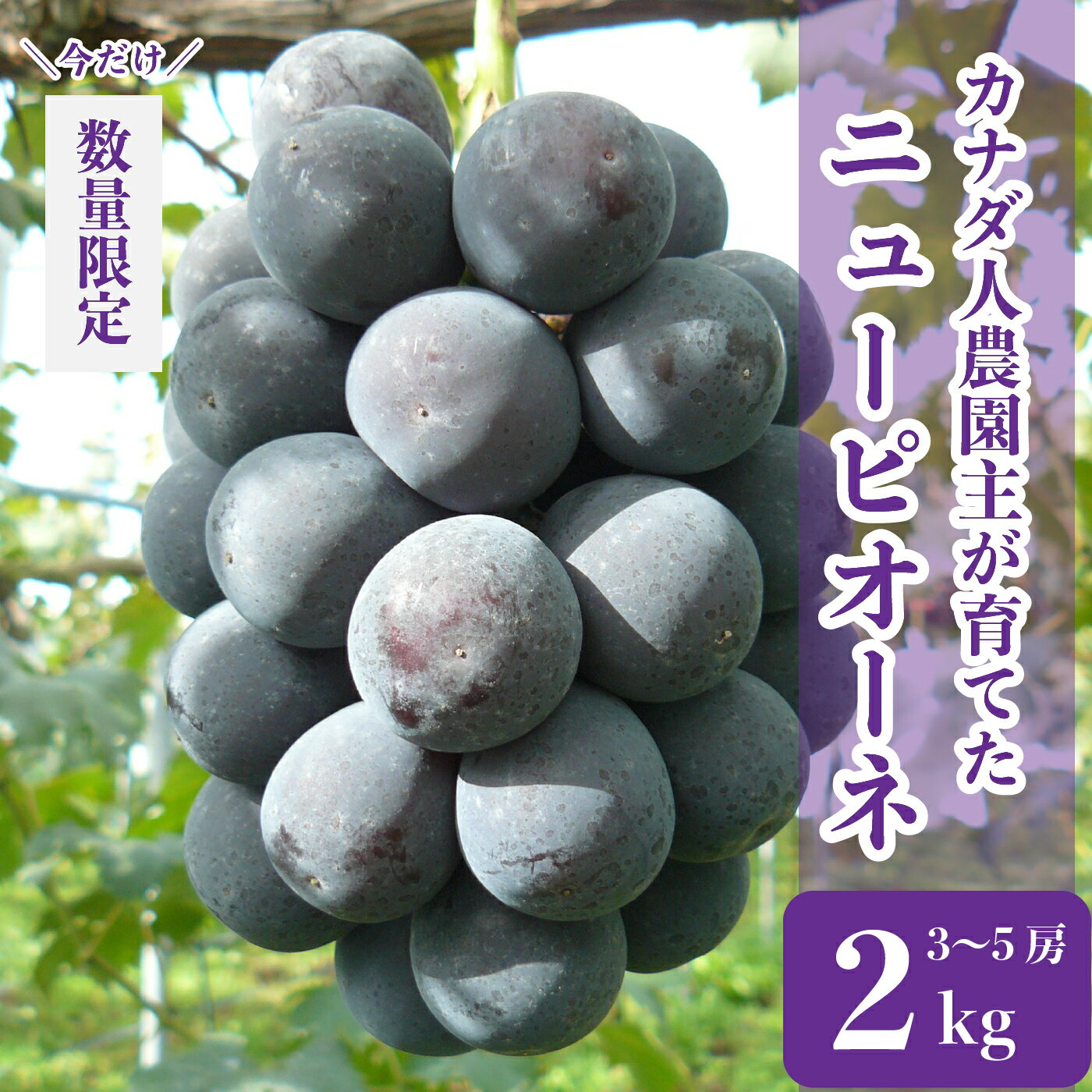 【ふるさと納税】ニューピオーネ 約2kg(3～5房)【先行予約・数量限定】カナダ人農園主 ぶどう ブドウ フルーツ 果物 くだもの 産地直送 世羅 ラピアビンヤード【2025年9月中旬以降順次発送】A021-02