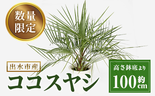 
                  i906 ＜毎月数量限定＞ココスヤシ(鉢底より高さ約100cm)  植物 観葉植物 ココスヤシ 国内産 インテリア グリーン 自然 緑 ギフト 贈り物 数量限定【kurk PLANT LEATHER】
                