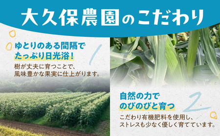 ＜先行予約＞ 朝採り とうもろこし 10本～11本 とうもろこし 冷蔵 糖度 フルーツ くらい 甘い 田原市 トウモロコシ コーン おやつ スイーツ コーンスープ にも 事前予約 旬 夏 初夏 野菜 