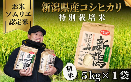 令和7年度産米【お米ソムリエのお米】特別栽培米コシヒカリ 精米 5kg（5kg×1袋） エバーグリーン農場|コシヒカリ コシヒカリ コシヒカリ コシヒカリ コシヒカリ