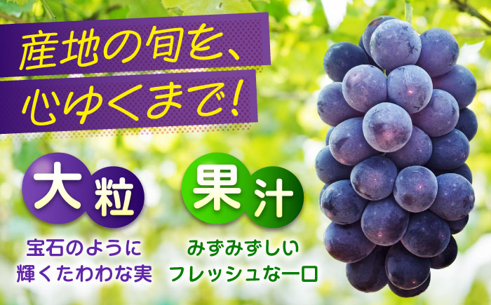 期間限定/8月下旬～9月上旬頃発送 沼隈ぶどう「ピオーネ」 約2kg×2 (8～10房)種なし 広島県福山市/福山市農業協同組合　沼隈グリーンセンター ぶどう ブドウ 葡萄 種なし 大粒 [BAEV0
