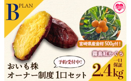
            【期間限定】＜【Ｂ】おいも株オーナー制度1口セット2株 霧島紅かぐら（最低2.4kg保証）＋特産品＞12月中旬頃に熟成されたさつまいもときんかんをお届け！【MI187-sh-oya】【株式会社育みの里しろはと】
          