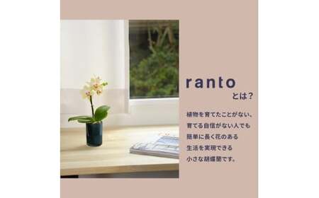 小さな 胡蝶蘭 1本立ち 鉢 付き 1鉢 ranto Sサイズ 【 胡蝶蘭 】