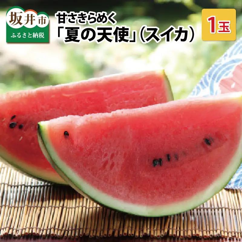 【先行予約】甘さきらめく「夏の天使」スイカ1玉 【2026年7月中旬以降順次発送予定】スイカ 西瓜 すいか 大玉 デザート 果物 お取り寄せ 産地直送 [A-1005]