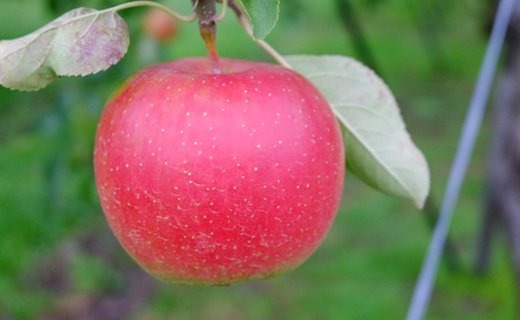 17-G　[予約開始！]　荒明果樹園　人生をかけた、極上りんご（陽光）5kg（一段詰め）｜ りんご リンゴ 林檎 果物 くだもの フルーツ 福島県 会津坂下町 ※2025年10月中旬頃より順次発送予定