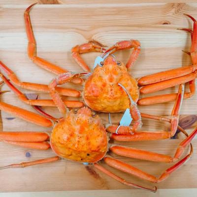 ふるさと納税 射水市 【富山県新湊産】ボイル本ずわい蟹姿(約500g)×2尾