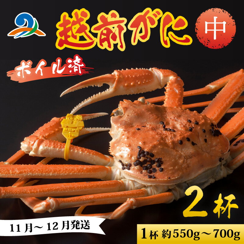 【ふるさと納税】【先行予約】越前港より直送！ 越前がに 中 (約550g～700g) 2杯 ※発送前に在宅確認の電話連絡をいたします!【11月～12月発送予定】 / 雄 ズワイガニ 越前ガニ ボイル 冷蔵 ご自宅用 カニ しゃぶしゃぶ 海鮮 鍋 カニ かに 国産 南越前町 送料無料