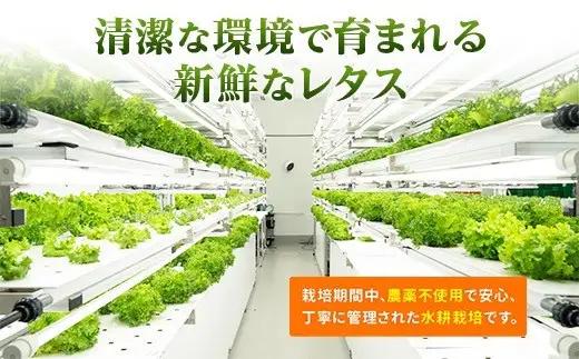 【レタス定期便　毎月お届け3ヵ月】レタス 6個
