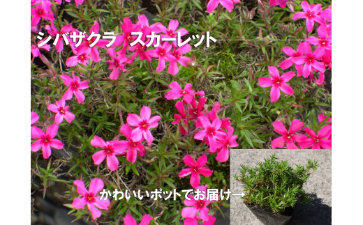 
BS160_　シバザクラ　スカーレット20個 花 苗 植物 家庭菜園 花壇 プランター ガーデニング 芝桜
