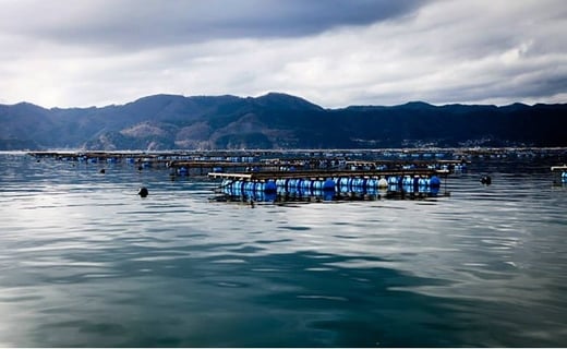 全国の皆様へ新鮮で美味しい海産物をお届けしようと日々の漁に励んでいます