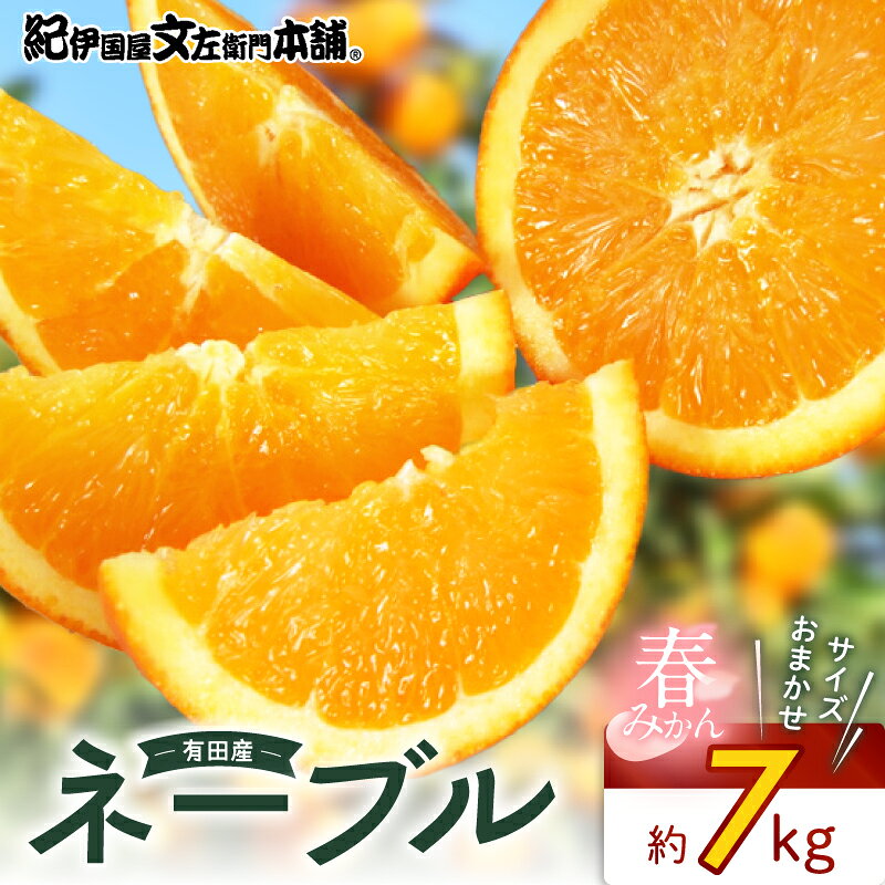 【ふるさと納税】【2027年先行予約】 ネーブル 約7kg 和歌山県有田産 春みかん (果実サイズおまかせ) 春みかん 紀伊国屋文左衛門本舗