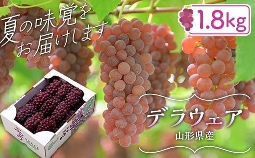 FYN6-064 ≪2025年先行予約≫山形県産 デラウェア 1.8kg(9～16房) 秀品 2025年8月上旬から順次発送 種無し 小粒 食べやすい ぶどう ブドウ 葡萄 くだもの 果物 フルーツ 夏果実 箱入り 中元 贈り物 ギフト 自宅 家庭 産地直送 山形県 西川町 月山