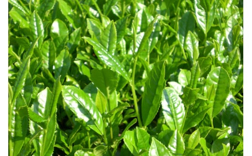 そのぎ茶 ティーバッグ そのぎ茶プレミアムティーバッグ 紐つき 3g 15P 計2袋 [岡田商会 長崎県 東彼杵町 hs42bag210001] 緑茶 お茶 パック ひも付き